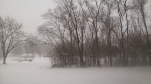 Wintery Trees